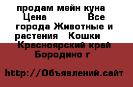 продам мейн куна › Цена ­ 15 000 - Все города Животные и растения » Кошки   . Красноярский край,Бородино г.